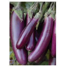 Long Brinjal 250g