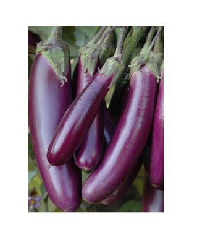 Long Brinjal 250g